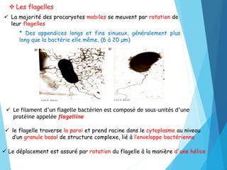  Les flagelles
 La majorité des procaryotes mobiles se meuvent par rotation de
leur flagelles
 Le filament d’un flagell...