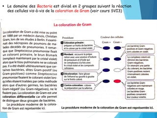  Le domaine des Bacteria est divisé en 2 groupes suivant la réaction
des cellules vis-à-vis de la coloration de Gram (voi...