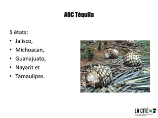 AOC Téquila
5 états:
• Jalisco,
• Michoacan,
• Guanajuato,
• Nayarit et
• Tamaulipas.
 
