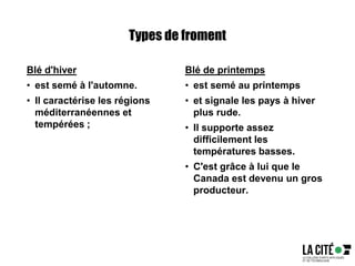 Types de froment
Blé d'hiver
• est semé à l'automne.
• Il caractérise les régions
méditerranéennes et
tempérées ;
Blé de printemps
• est semé au printemps
• et signale les pays à hiver
plus rude.
• Il supporte assez
difficilement les
températures basses.
• C'est grâce à lui que le
Canada est devenu un gros
producteur.
 