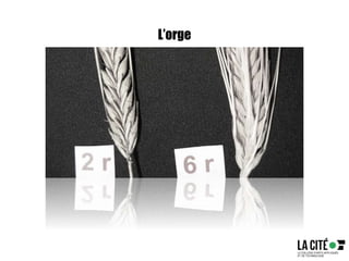 L’orge
 