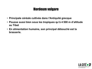 Hordeum vulgare
• Principale céréale cultivée dans l'Antiquité grecque
• Pousse aussi bien sous les tropiques qu’à 4 500 m d’altitude
au Tibet
• En alimentation humaine, son principal débouché est la
brasserie.
 
