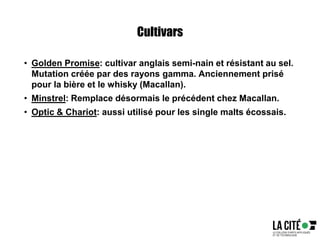 Cultivars
• Golden Promise: cultivar anglais semi-nain et résistant au sel.
Mutation créée par des rayons gamma. Anciennement prisé
pour la bière et le whisky (Macallan).
• Minstrel: Remplace désormais le précédent chez Macallan.
• Optic & Chariot: aussi utilisé pour les single malts écossais.
 