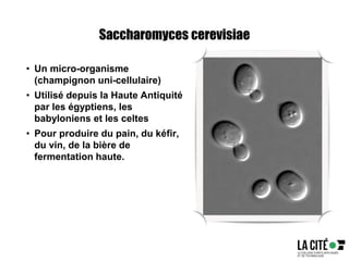 Saccharomyces cerevisiae
• Un micro-organisme
(champignon uni-cellulaire)
• Utilisé depuis la Haute Antiquité
par les égyptiens, les
babyloniens et les celtes
• Pour produire du pain, du kéfir,
du vin, de la bière de
fermentation haute.
 