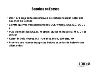 Souches en Écosse
• Dès 1870 on a certaines preuves de recherche pour isoler des
souches en Écosse
• L’entre-guerres voit apparaître les DCL-whisky, DCL S.C, DCL L-
3
• Puis viennent les DCL M, M-strain, Quest M, Rasse M, M-1, D1 or
WH301
• Kerry: M (mid 1960s), MX (~30 ans), MS-1, SAForte, M+
• Proches des levures trappistes belges et celles de hefeweisen
allemandes
 