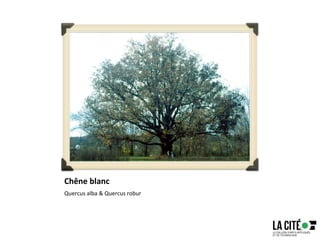 Chêne blanc
Quercus alba & Quercus robur
66
 