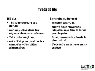 Types de blé
Blé dur
• Triticum turgidum ssp
durum
• surtout cultivé dans les
régions chaudes et sèches.
• Très riche en gluten,
• est utilisé pour produire les
semoules et les pâtes
alimentaires ;
Blé tendre ou froment
• Triticum æstivum,
• cultivé sous moyennes
latitudes pour faire la farine
pour le pain.
• Donc, devenue la céréale la
plus cultivé.
• L’épeautre en est une sous-
espèce.
 