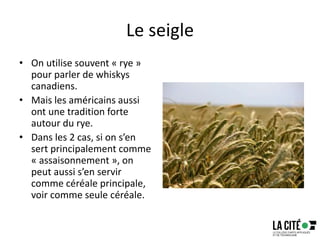 Le seigle
• On utilise souvent « rye »
pour parler de whiskys
canadiens.
• Mais les américains aussi
ont une tradition forte
autour du rye.
• Dans les 2 cas, si on s’en
sert principalement comme
« assaisonnement », on
peut aussi s’en servir
comme céréale principale,
voir comme seule céréale.
 