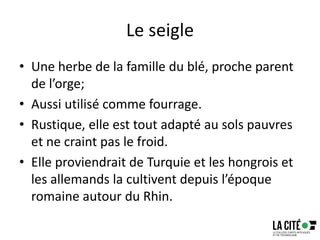 Le seigle
• Une herbe de la famille du blé, proche parent
de l’orge;
• Aussi utilisé comme fourrage.
• Rustique, elle est tout adapté au sols pauvres
et ne craint pas le froid.
• Elle proviendrait de Turquie et les hongrois et
les allemands la cultivent depuis l’époque
romaine autour du Rhin.
 