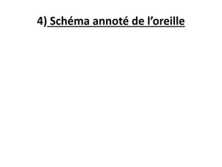 4) Schéma annoté de l’oreille
 