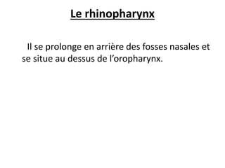Le rhinopharynx
Il se prolonge en arrière des fosses nasales et
se situe au dessus de l’oropharynx.
 