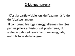 2-L’oropharynx
C’est la partie visible lors de l’examen à l’aide
de l’abaisse langue.
Il comprend les loges amygdaliennes limitées
par les piliers antérieurs et postérieurs, du
voile du palais et contenant une amygdale,
enfin la base de la langue.
 