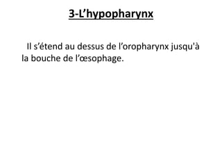 3-L’hypopharynx
Il s’étend au dessus de l’oropharynx jusqu'à
la bouche de l’œsophage.
 