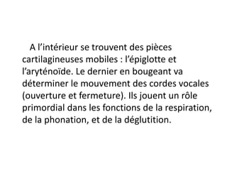 A l’intérieur se trouvent des pièces
cartilagineuses mobiles : l’épiglotte et
l’aryténoïde. Le dernier en bougeant va
déterminer le mouvement des cordes vocales
(ouverture et fermeture). Ils jouent un rôle
primordial dans les fonctions de la respiration,
de la phonation, et de la déglutition.
 