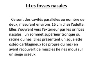 I-Les fosses nasales
Ce sont des cavités parallèles au nombre de
deux, mesurant environs 16 cm chez l’adulte.
Elles s’ouvrent vers l’extérieur par les orifices
nasales ; un sommet supérieur tronqué ou
racine du nez. Elles présentent un squelette
ostéo-cartilagineux (os propre du nez) en
avant recouvert de muscles (le nez mou) sur
un siège osseux.
 
