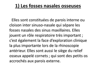 1) Les fosses nasales osseuses
Elles sont constituées de parois interne ou
cloison inter sinuso-nasale qui sépare les
fosses nasales des sinus maxillaires. Elles
jouent un rôle respiratoire très important ;
c’est également la face d’exploration clinique
la plus importante lors de la rhinoscopie
antérieur. Elles sont aussi le siège du relief
osseux appelé cornets ; qui sont des petits os
accrochés aux parois externe.
 