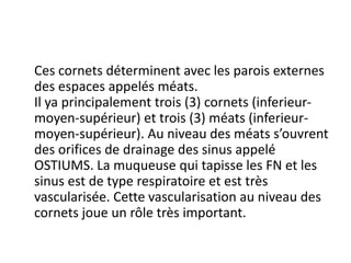 Ces cornets déterminent avec les parois externes
des espaces appelés méats.
Il ya principalement trois (3) cornets (inferieur-
moyen-supérieur) et trois (3) méats (inferieur-
moyen-supérieur). Au niveau des méats s’ouvrent
des orifices de drainage des sinus appelé
OSTIUMS. La muqueuse qui tapisse les FN et les
sinus est de type respiratoire et est très
vascularisée. Cette vascularisation au niveau des
cornets joue un rôle très important.
 
