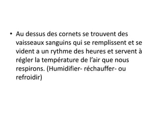 • Au dessus des cornets se trouvent des
vaisseaux sanguins qui se remplissent et se
vident a un rythme des heures et servent à
régler la température de l’air que nous
respirons. (Humidifier- réchauffer- ou
refroidir)
 