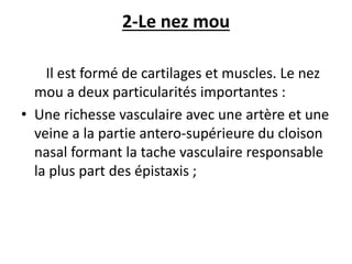 2-Le nez mou
Il est formé de cartilages et muscles. Le nez
mou a deux particularités importantes :
• Une richesse vasculaire avec une artère et une
veine a la partie antero-supérieure du cloison
nasal formant la tache vasculaire responsable
la plus part des épistaxis ;
 