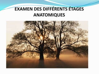 EXAMEN DES DIFFÉRENTS ÉTAGES
       ANATOMIQUES
 