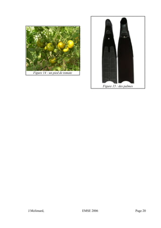 Figure 14 : un pied de tomate
Figure 15 : des palmes
J.Molimard, EMSE 2006 Page 20
 