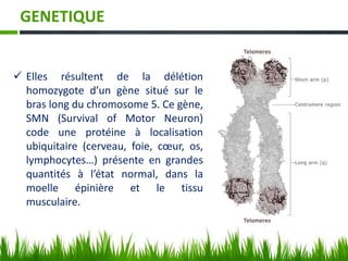 GENETIQUE
 Elles résultent de la délétion
homozygote d’un gène situé sur le
bras long du chromosome 5. Ce gène,
SMN (Survival of Motor Neuron)
code une protéine à localisation
ubiquitaire (cerveau, foie, cœur, os,
lymphocytes…) présente en grandes
quantités à l’état normal, dans la
moelle épinière et le tissu
musculaire.
 