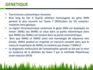 GENETIQUE
• Transmission autosomique récessive
• Bras long du Chr 5 (5q13): délétion homozygote du gène SMN
portant le plus souvent sur l’exon 7 (95%),dans les 5% restants=
mutation intra génique.
• La région chromosomique contenant le gène SMN est dupliquée en
miroir: SMN1 (ou SMNt) se situe dans sa partie télomérique alors
que SMN2 (ou SMNc) est localisé dans sa partie centromérique.
• Bien que SMN1 et SMN2 aient une homologie de séquence très
élevée, SMN1 produit en majorité un transcrit complet alors que le
transcrit majoritaire de SMN2 ne contient pas d’exon 7 SMN7.
• Le diagnostic moléculaire de l’amyotrophie spinale se fait par la mise
en évidence de la délétion de l’exon 7 par la méthode Polymérase
chain réaction (PCR)
 