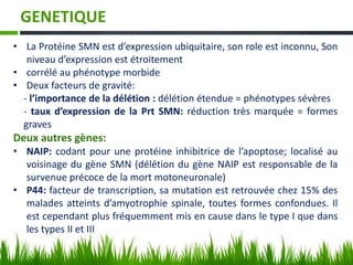 GENETIQUE
• La Protéine SMN est d’expression ubiquitaire, son role est inconnu, Son
niveau d’expression est étroitement
• corrélé au phénotype morbide
• Deux facteurs de gravité:
- l’importance de la délétion : délétion étendue = phénotypes sévères
- taux d’expression de la Prt SMN: réduction très marquée = formes
graves
Deux autres gènes:
• NAIP: codant pour une protéine inhibitrice de l’apoptose; localisé au
voisinage du gène SMN (délétion du gène NAIP est responsable de la
survenue précoce de la mort motoneuronale)
• P44: facteur de transcription, sa mutation est retrouvée chez 15% des
malades atteints d’amyotrophie spinale, toutes formes confondues. Il
est cependant plus fréquemment mis en cause dans le type I que dans
les types II et III
 