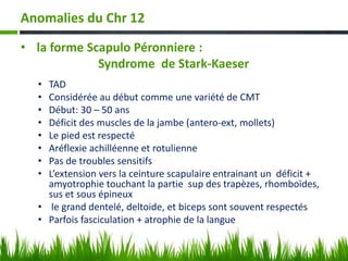 Anomalies du Chr 12
• la forme Scapulo Péronniere :
Syndrome de Stark-Kaeser
• TAD
• Considérée au début comme une variété de CMT
• Début: 30 – 50 ans
• Déficit des muscles de la jambe (antero-ext, mollets)
• Le pied est respecté
• Aréflexie achilléenne et rotulienne
• Pas de troubles sensitifs
• L’extension vers la ceinture scapulaire entrainant un déficit +
amyotrophie touchant la partie sup des trapèzes, rhomboïdes,
sus et sous épineux
• le grand dentelé, deltoide, et biceps sont souvent respectés
• Parfois fasciculation + atrophie de la langue
 