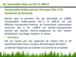 Décrite pour la première fois par Kennedyet al. (1968),
l'amyotrophie bulbo-spinale liée à l'X (ABS-X) est une
affection neuroendocri-ninenne, de transmission autosomique
réces-sive liée à l'X. L'ABS-X est décrite classiquement
comme une atteinte motrice progressive du nerf moteur
périphérique aux étages bulbaire et spinal.
• Génétique:
Elle est causée par une expansion de triplets CAG (> 40
répétitions) dans l’exon 1 du gène AR (Androgene Receptor) .
La taille de l’expansion est corrélée à la sévérité de la maladie
A)- Anomalies liées au Chr X: ABS-X
Amyotrophie bulbo-spinale chronique liée à l’X:
Syndrome de Kennedy:
 