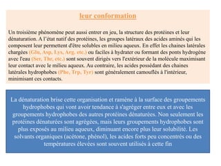 leur conformation
Un troisième phénomène peut aussi entrer en jeu, la structure des protéines et leur
dénaturation. A l’état natif des protéines, les groupes latéraux des acides aminés qui les
composent leur permettent d'être solubles en milieu aqueux. En effet les chaines latérales
chargées (Glu, Asp, Lys, Arg. etc.) ou faciles à hydrater ou formant des ponts hydrogène
avec l'eau (Ser, Thr, etc.) sont souvent dirigés vers l'extérieur de la molécule maximisant
leur contact avec le milieu aqueux. Au contraire, les acides possédant des chaines
latérales hydrophobes (Phe, Trp, Tyr) sont généralement camouflés à l'intérieur,
minimisant ces contacts.
La dénaturation brise cette organisation et ramène à la surface des groupements
hydrophobes qui vont avoir tendance à s'agréger entre eux et avec les
groupements hydrophobes des autres protéines dénaturées. Non seulement les
protéines dénaturées sont agrégées, mais leurs groupements hydrophobes sont
plus exposés au milieu aqueux, diminuant encore plus leur solubilité. Les
solvants organiques (acétone, phénol), les acides forts peu concentrés ou des
températures élevées sont souvent utilisés à cette fin
 