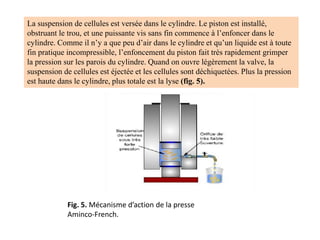 La suspension de cellules est versée dans le cylindre. Le piston est installé,
obstruant le trou, et une puissante vis sans fin commence à l’enfoncer dans le
cylindre. Comme il n’y a que peu d’air dans le cylindre et qu’un liquide est à toute
fin pratique incompressible, l’enfoncement du piston fait très rapidement grimper
la pression sur les parois du cylindre. Quand on ouvre légèrement la valve, la
suspension de cellules est éjectée et les cellules sont déchiquetées. Plus la pression
est haute dans le cylindre, plus totale est la lyse (fig. 5).
Fig. 5. Mécanisme d’action de la presse
Aminco-French.
 