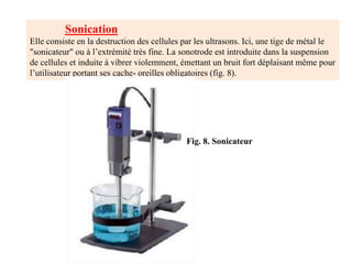 Sonication
Elle consiste en la destruction des cellules par les ultrasons. Ici, une tige de métal le
"sonicateur" ou à l’extrémité très fine. La sonotrode est introduite dans la suspension
de cellules et induite à vibrer violemment, émettant un bruit fort déplaisant même pour
l’utilisateur portant ses cache- oreilles obligatoires (fig. 8).
Fig. 8. Sonicateur
 