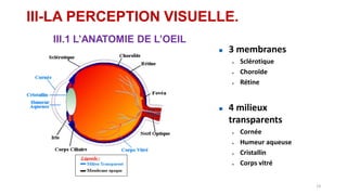 III-LA PERCEPTION VISUELLE.
III.1 L’ANATOMIE DE L’OEIL
 3 membranes
 Sclérotique
 Choroïde
 Rétine
 4 milieux
transparents
 Cornée
 Humeur aqueuse
 Cristallin
 Corps vitré
14
 