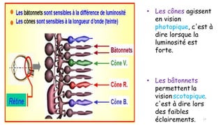 • Les cônes agissent
en vision
photopique, c'est à
dire lorsque la
luminosité est
forte.
• Les bâtonnets
permettent la
visionscotopique,
c'est à dire lors
des faibles
éclairements. 17
 
