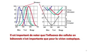 Il est important de noter que l'influence des cellules en
bâtonnets n'est importante que pour la vision scotopique.
18
 