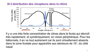 III.3 distribution des récepteurs dans la rétine
Il y a une très forte concentration de cônes dans la fovéa qui décroît
très rapidement, et symétriquement, en vision périphérique. Pour les
bâtonnets, il en va tout autrement car ils sont virtuellement absents
dans la zone fovéale pour apparaître aux alentours de 15°, du côté
nasal
19
 