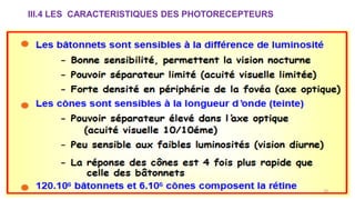 III.4 LES CARACTERISTIQUES DES PHOTORECEPTEURS
20
 