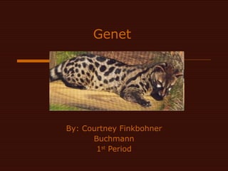 Genet By: Courtney Finkbohner Buchmann 1 st  Period 