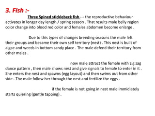 3. Fish :-
Three Spined sticklebeck fish --- the reproductive behaviour
activates in longer day length / spring season . That results male belly region
color change into blood red color and females abdomen become enlarge .
Due to this types of changes breeding seasons the male left
their groups and became their own self territory (nest) . This nest is built of
algae and weeds in bottom sandy place . The male defend their territory from
other males .
now male attract the female with zig zag
dance pattern , then male shows nest and give signals to female to enter in it .
She enters the nest and spawns (egg layout) and then swims out from other
side . The male follow her through the nest and fertilize the eggs .
if the female is not going in nest male immidiately
starts quiering (gentle tapping) .
 