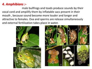 4. Amphibians :-
male bullfrogs and toads produce sounds by their
vocal cord and ampilify them by inflatable sacs present in their
mouth , because sound become more louder and longer and
attractive to females. Ova and sperms are release simultaneously
and external fertilization takes place in water.
 