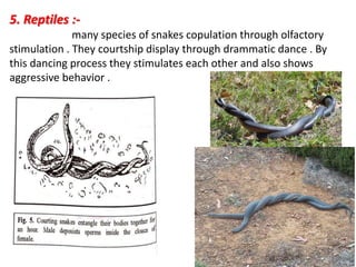 5. Reptiles :-
many species of snakes copulation through olfactory
stimulation . They courtship display through drammatic dance . By
this dancing process they stimulates each other and also shows
aggressive behavior .
 