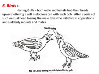 6. Birds :-
Herring Gulls – both male and female bob their heads
upward uttering a soft melodious call with each bob . After a series of
such mutual head tossing the male takes the initiative in copulations
and suddenly mounts and mates.
 
