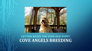 COVE ANGELS BREEDING
GETTING READY FOR YOUR NEW PUPPY
 