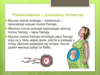 Мушке полне жлезде – семеници –
производе мушке полне ћелије.
 Женске полне жлезде производе женску
полну ћелију – јајну ћелију.
 Мушка полна ћелија оплођује јајну ћелију
која се у телу мајке дели, расте и развија у
плод. Даљим развојем од плода, после
девет месеци рађа се беба.
Размножавање – доношење потомства
 