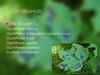 ⦿ На биљке
Оштећење иглица
Оштећење пупољака и младих клица
Оштећење коре
Оштећење дрвета
Оштећење корења
Слабија отпорност
Последице
 
