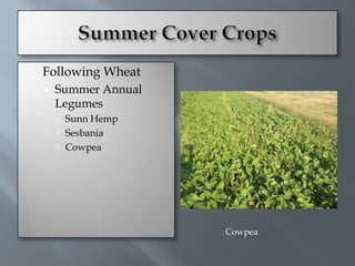    Following Wheat
       Summer Annual
        Legumes
         Sunn Hemp
         Sesbania
         Cowpea




                        Cowpea
 