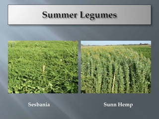 Sesbania   Sunn Hemp
 