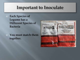    Each Species of
    Legume has a
    Different Species of
    Bacteria

   You must match them
    together.
 