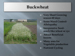    Very Short Growing
    season-60 days
   Some Weed Control-
    Allelopathy
   Inexpensive Seed-
    much like wheat or rye
   Attract Beneficial
    Insects
   Many uses for
    Vegetable production
   Nutrient Cycling
 